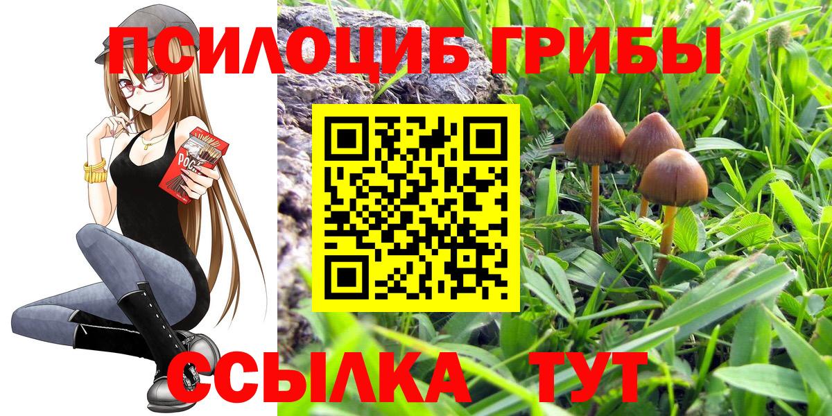 Сибай  Псилоцибиновые грибы мицелий  Вход с VPN  Псилоцибиновые грибы Psilocybine cubensis 
